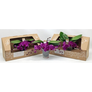 Table Orchid GROEN PAARS