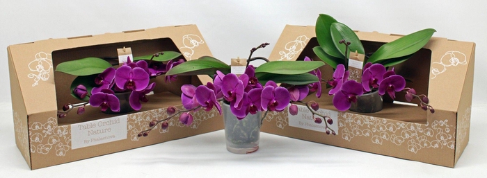 <h4>Table Orchid GROEN PAARS</h4>