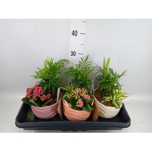 Arr.    Planten  L%