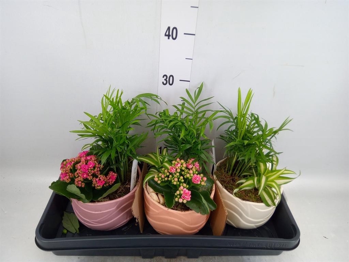 <h4>Arr.    Planten  L%</h4>