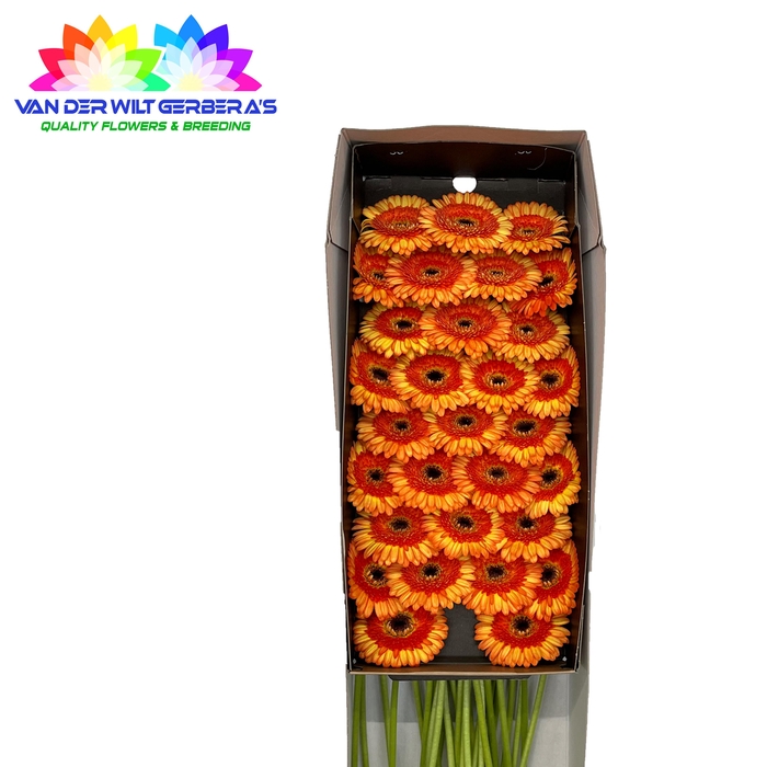 <h4>Germini Decora Doos</h4>