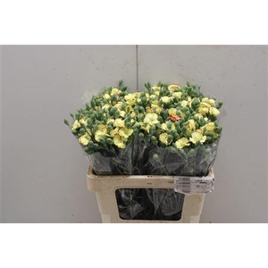 Di Tr Symply Firefly