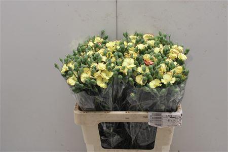 <h4>Di Symply Firefly</h4>