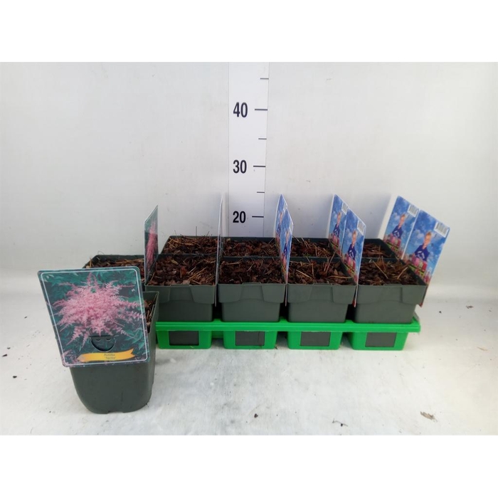 <h4>Astilbe ...</h4>