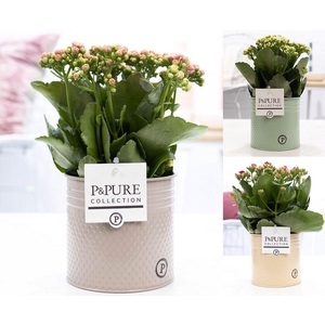 Kalanchoe mix in P&PURE zinc pot Louise 4 ass.