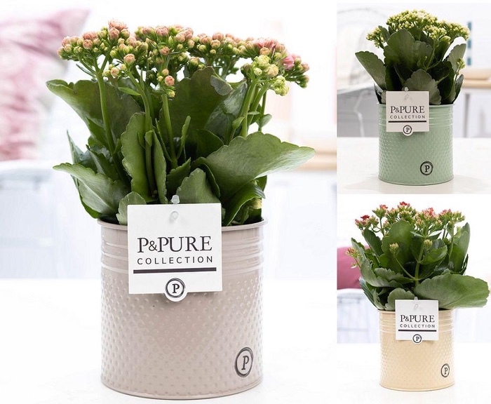 <h4>Kalanchoe mix in P&PURE zinc pot Louise 4 ass.</h4>