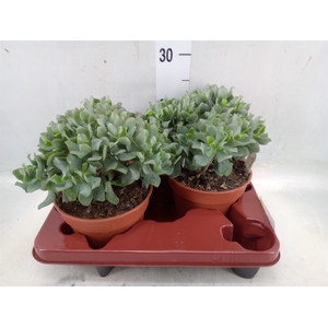 Crassula arborescens subsp. undilat