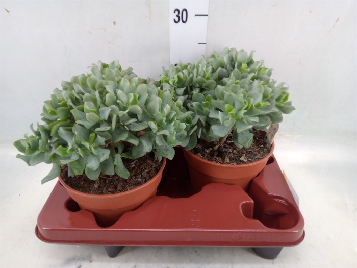 <h4>Crassula arborescens subsp. undilat</h4>