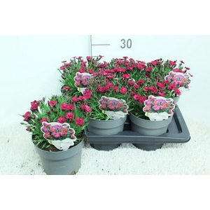 Dianthus   ...