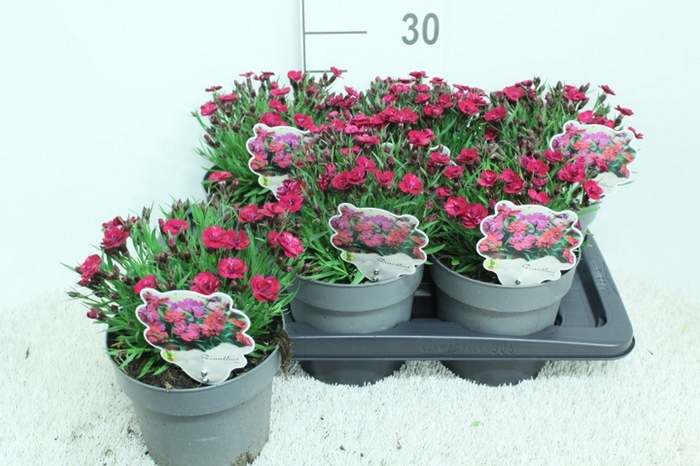 <h4>Dianthus   ...</h4>