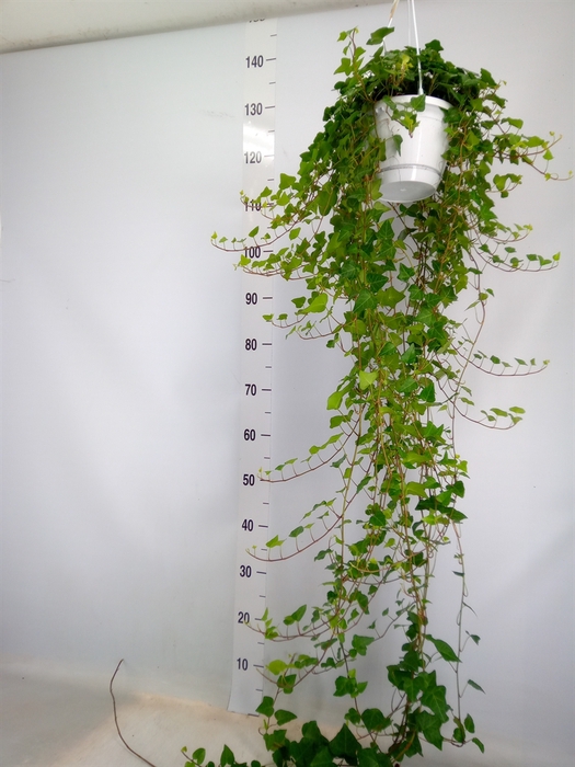 <h4>Hedera helix 'Anna'</h4>