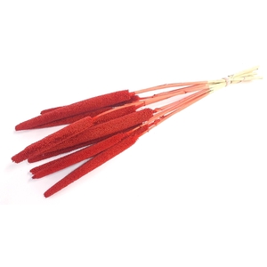 DRIED FLOWERS - BABALA RED ON NATURAL STEM 10PCS