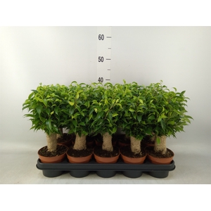 Ficus benja. 'Natasja'