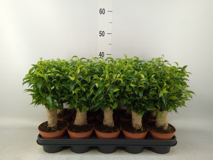 <h4>Ficus benja. 'Natasja'</h4>