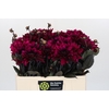 Dahlia Purple Flame