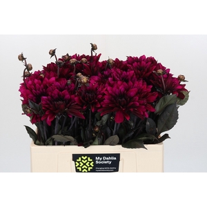 Dahlia Purple Flame