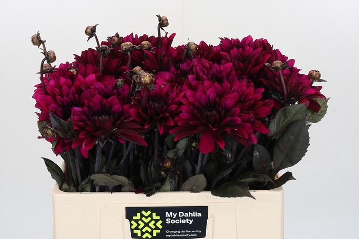 Dahlia Purple Flame