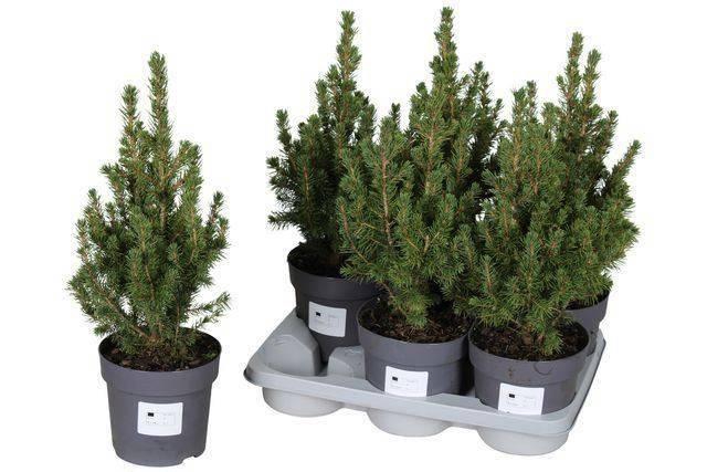 <h4>PICEA GL CONICA</h4>