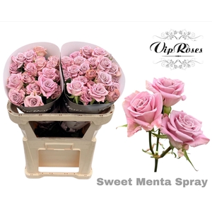 R TR SWEET MENTA