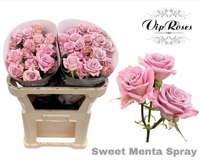 <h4>R TR SWEET MENTA</h4>