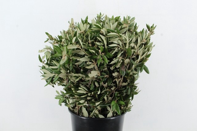 <h4>STEENEIK 300GR</h4>