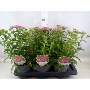 Achillea millef.