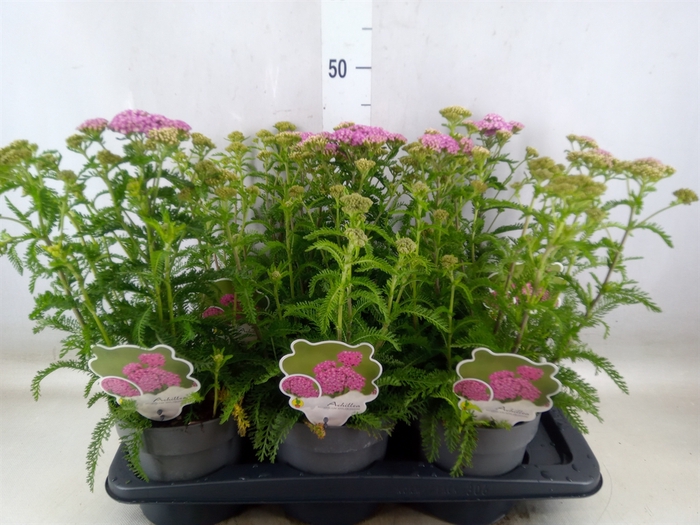 <h4>Achillea millef.</h4>