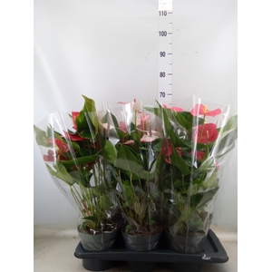 Anthurium   ...mix