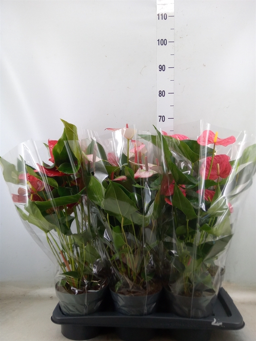 <h4>Anthurium   ...mix</h4>