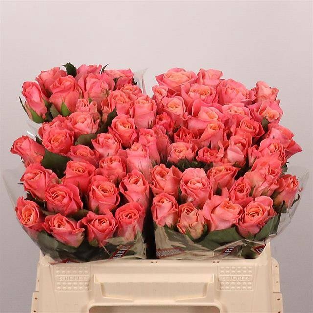 <h4>R GR MISS PIGGY+</h4>