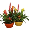 Bromelia compositie H% keramiek Coupe Exotic Classic Ø23