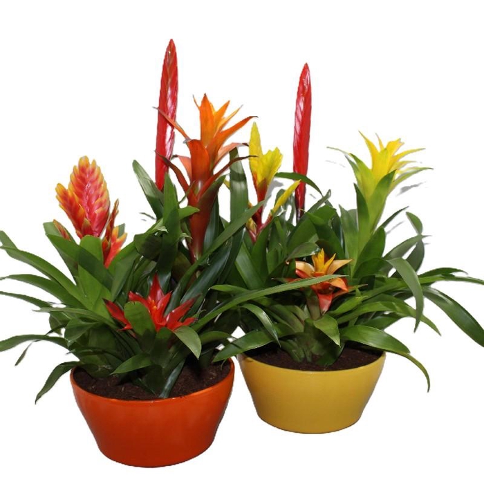 Bromelia compositie H% keramiek Coupe Exotic Classic Ø23