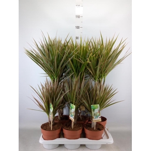 Dracaena marg. 'Bicolor'