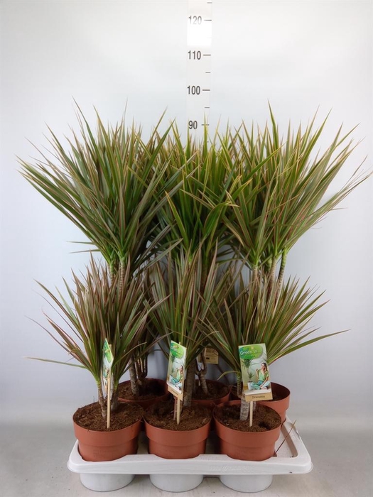 <h4>Dracaena marg. 'Bicolor'</h4>