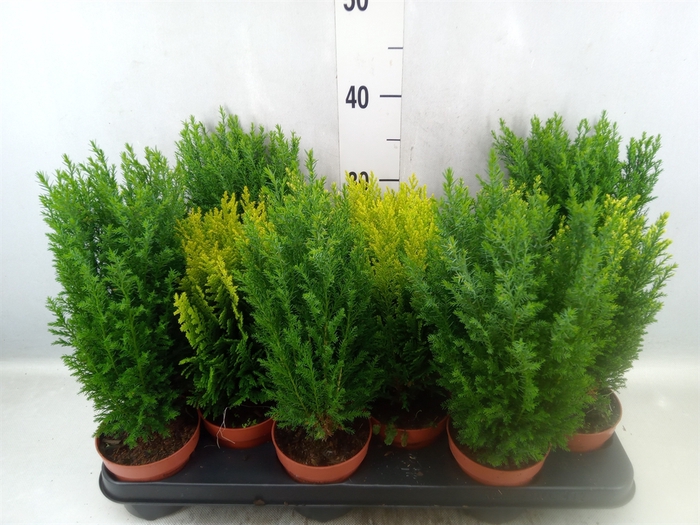 <h4>Conifers   ...mix</h4>