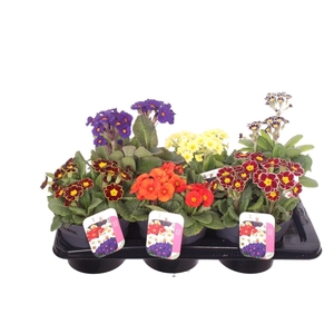Primula elatior mix