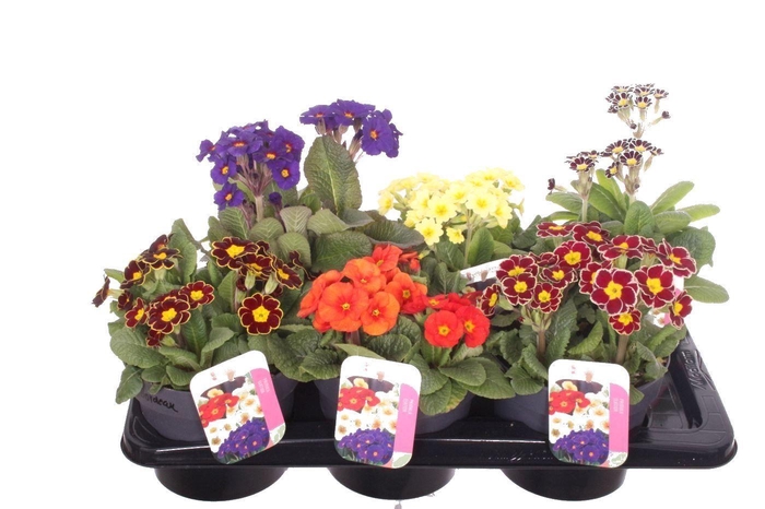 <h4>Primula elatior mix</h4>