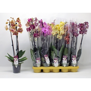 PHAL GEM