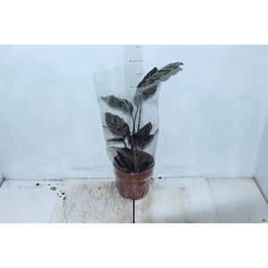 CALATHEA ORNATA P17