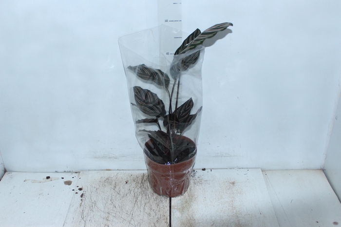<h4>CALATHEA ORNATA P17</h4>