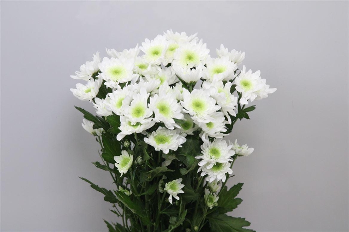 <h4>Chr T Radost</h4>