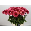 Dahlia Salmon Runner