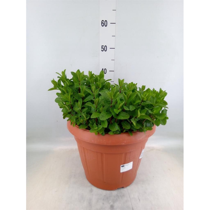 <h4>Mentha spicata</h4>