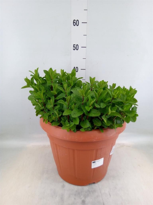 <h4>Mentha spicata</h4>