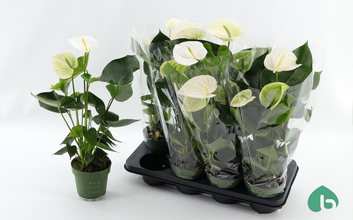 <h4>ANTHU AN ALPINE</h4>