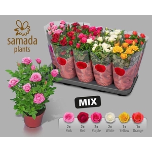 Ro Samadapl Gem 6 Sr