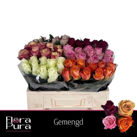 <h4>Rosa grootbloemig gemengd in fust</h4>