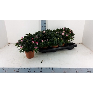 Rhododendron Simsii rose-wit Azalea