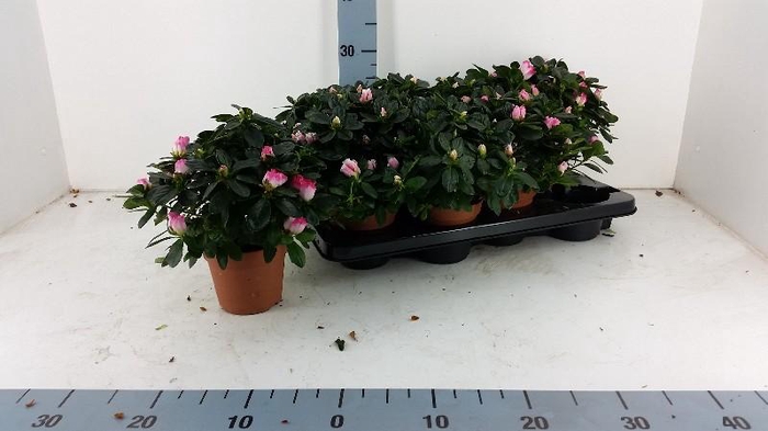 <h4>Rhododendron Simsii rose-wit Azalea</h4>