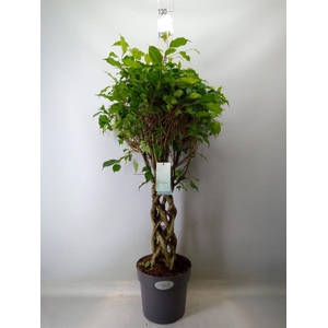 Ficus benja.   ...special shapes